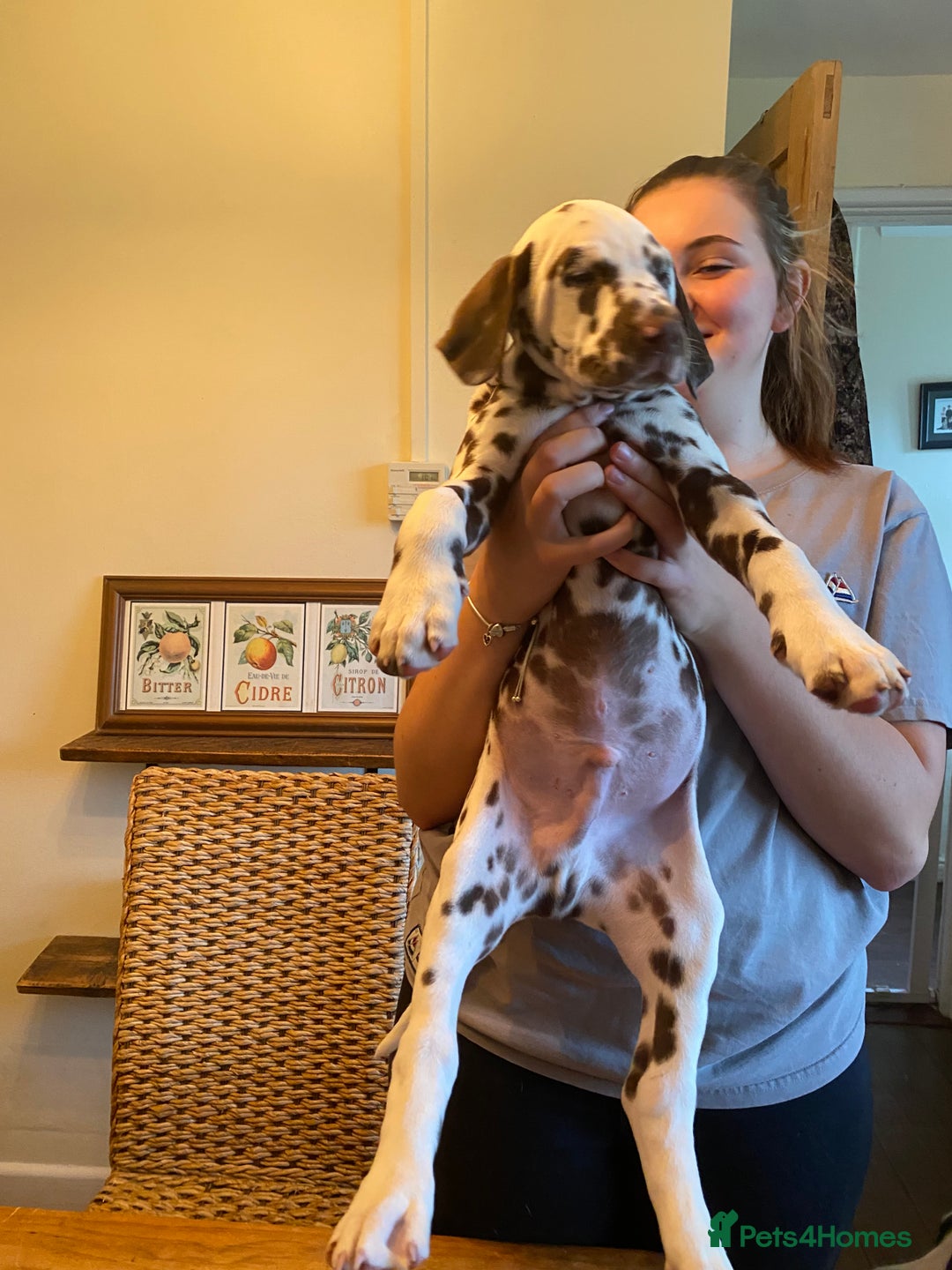 Dalmatian dogs for sale: Absolutely stunning liver puppy  - Image 29