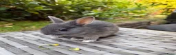 Netherland Dwarf rabbits for sale: Purebred Netherland Dwarf - Advert 12