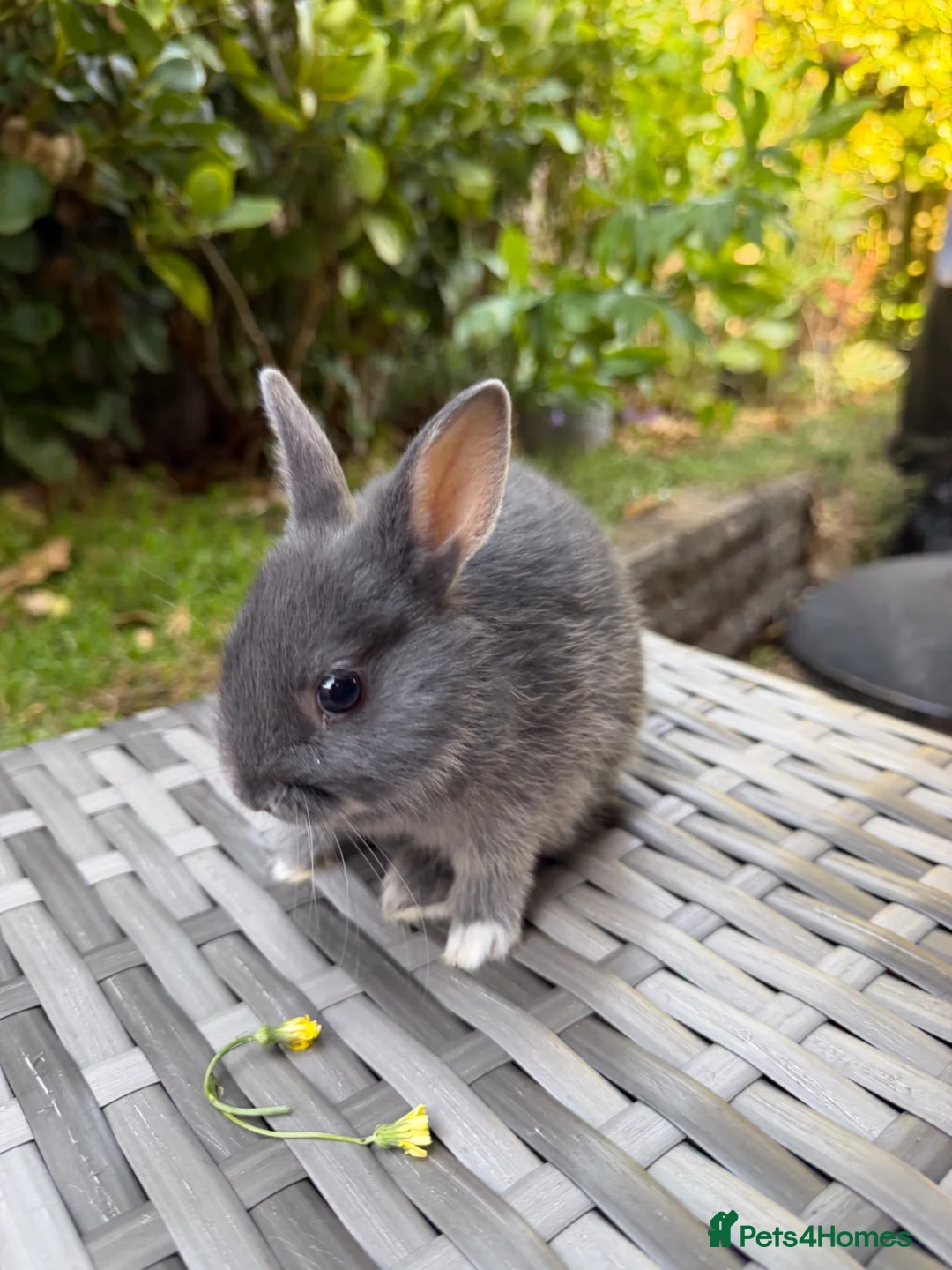 Netherland Dwarf rabbits for sale: Purebred Netherland Dwarf - Advert 12