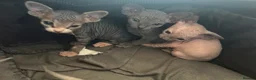 Sphynx cats for sale: Beautiful example Sphynx babies  - Advert 2