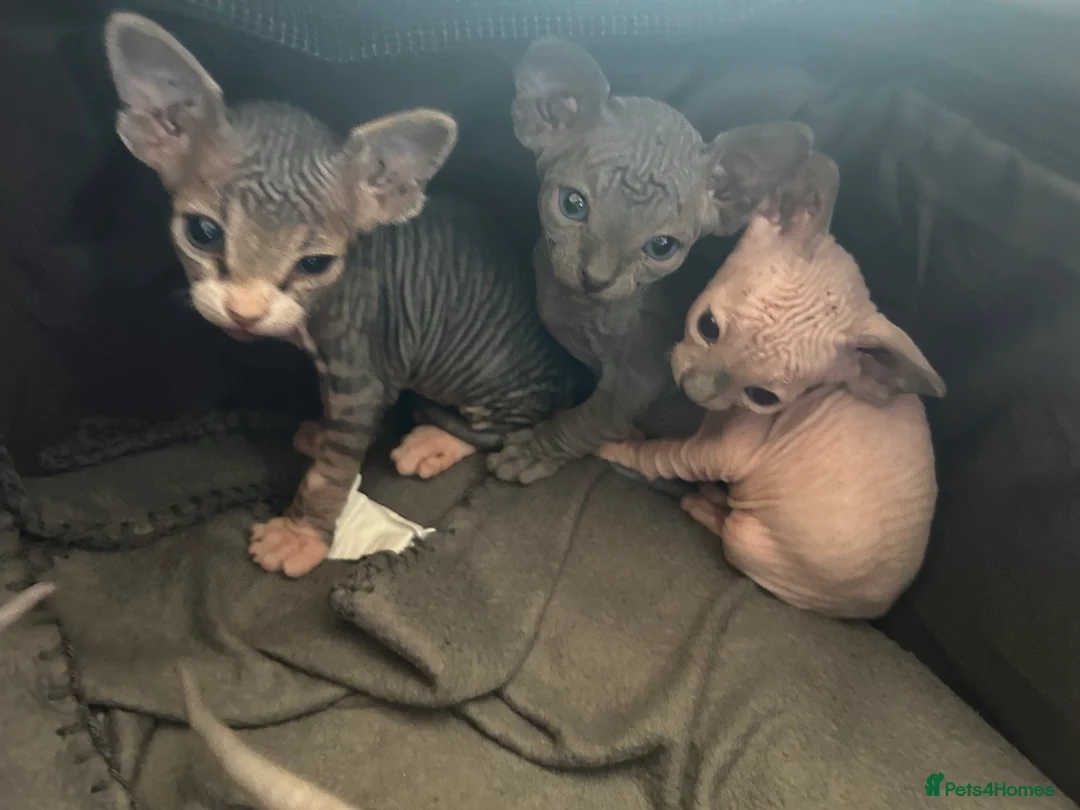Sphynx cats for sale: Beautiful example Sphynx babies  - Advert 2