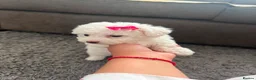 Bichon Frise dogs for sale: BICHON FRISE - GIRL - Advert 11