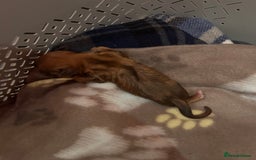 Dogue De Bordeaux dogs for sale: Dogue De Bordauex Puppies for sale - Image 21