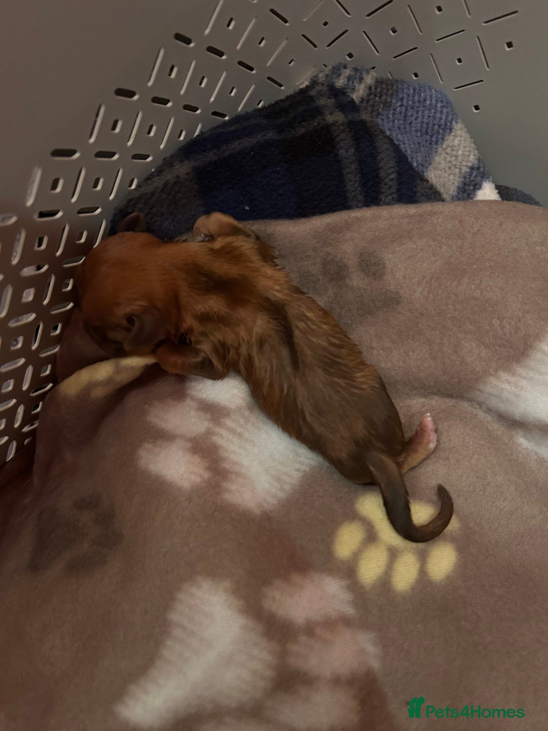 Dogue De Bordeaux dogs for sale: Dogue De Bordauex Puppies for sale - Image 21