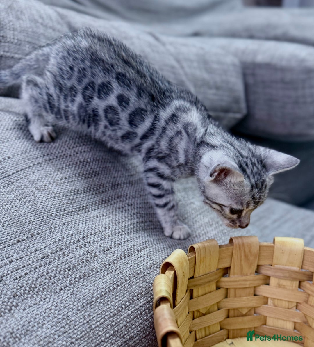 Bengal cats for sale: kittens - Advert 15