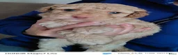 Mixed Breed dogs for sale: Rare double coat sprockerpoos - Advert 6