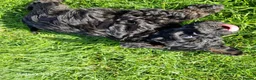 Schnoodle dogs for sale: Schnoodles  - Advert 5