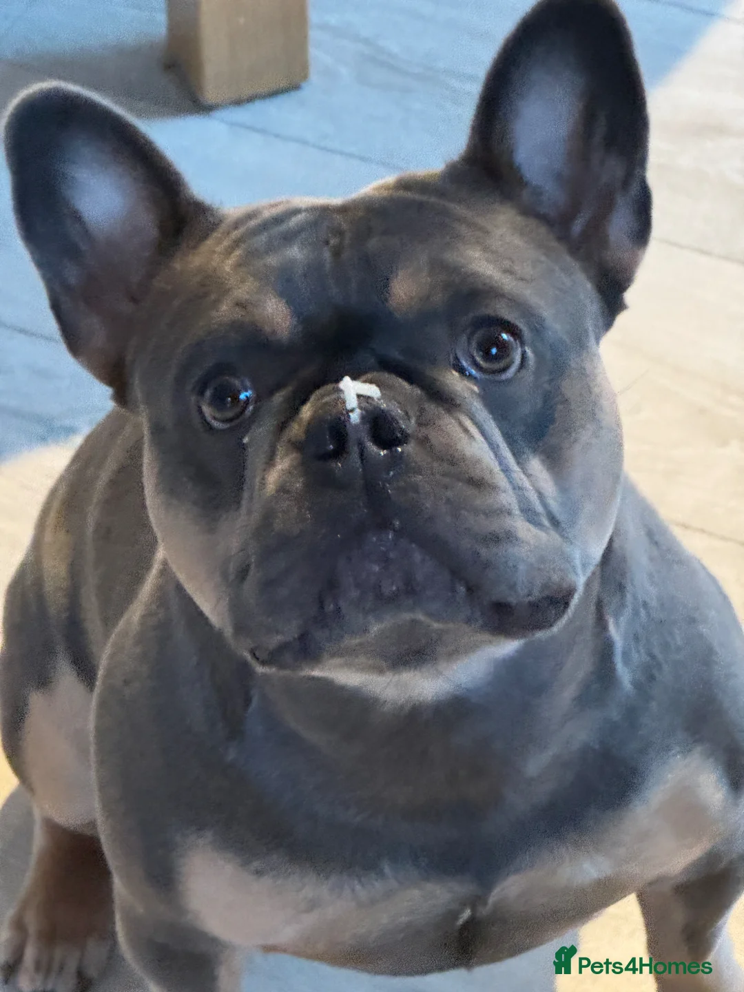 French Bulldog dogs for stud: Nigel for stud  in Longfield - Advert 3