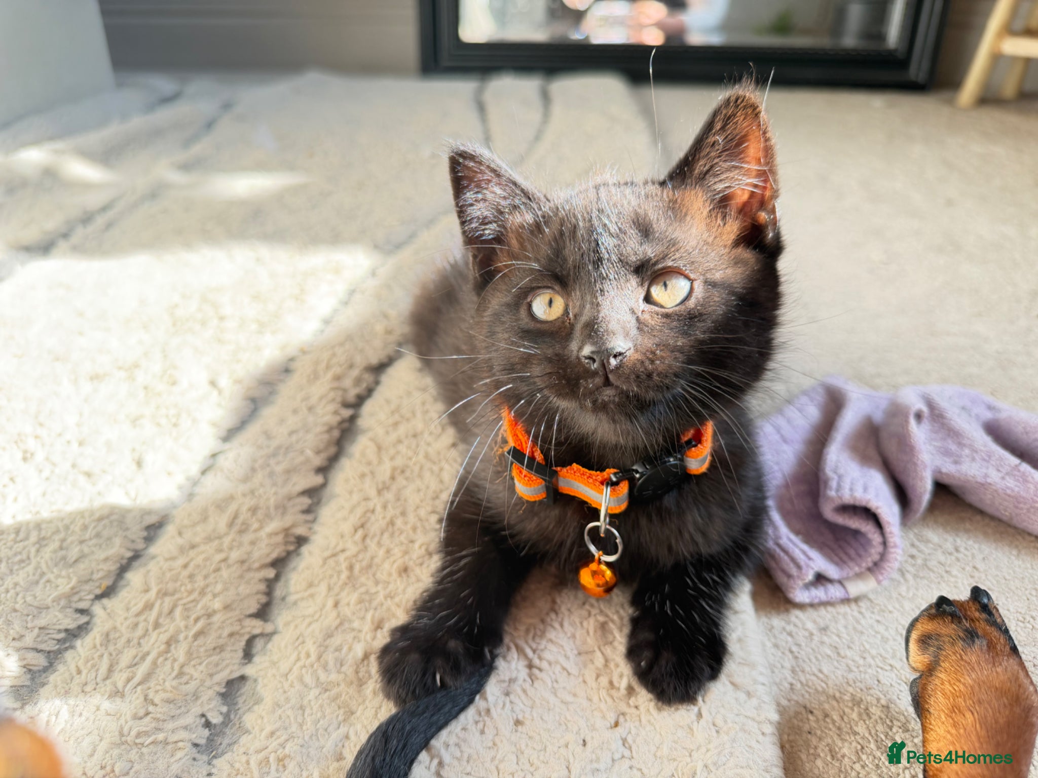 Russian Blue cats for sale: Half Russian Blue Kittens - Advert 1
