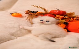 British Shorthair cats for sale: British SH and LH available  - Image 5