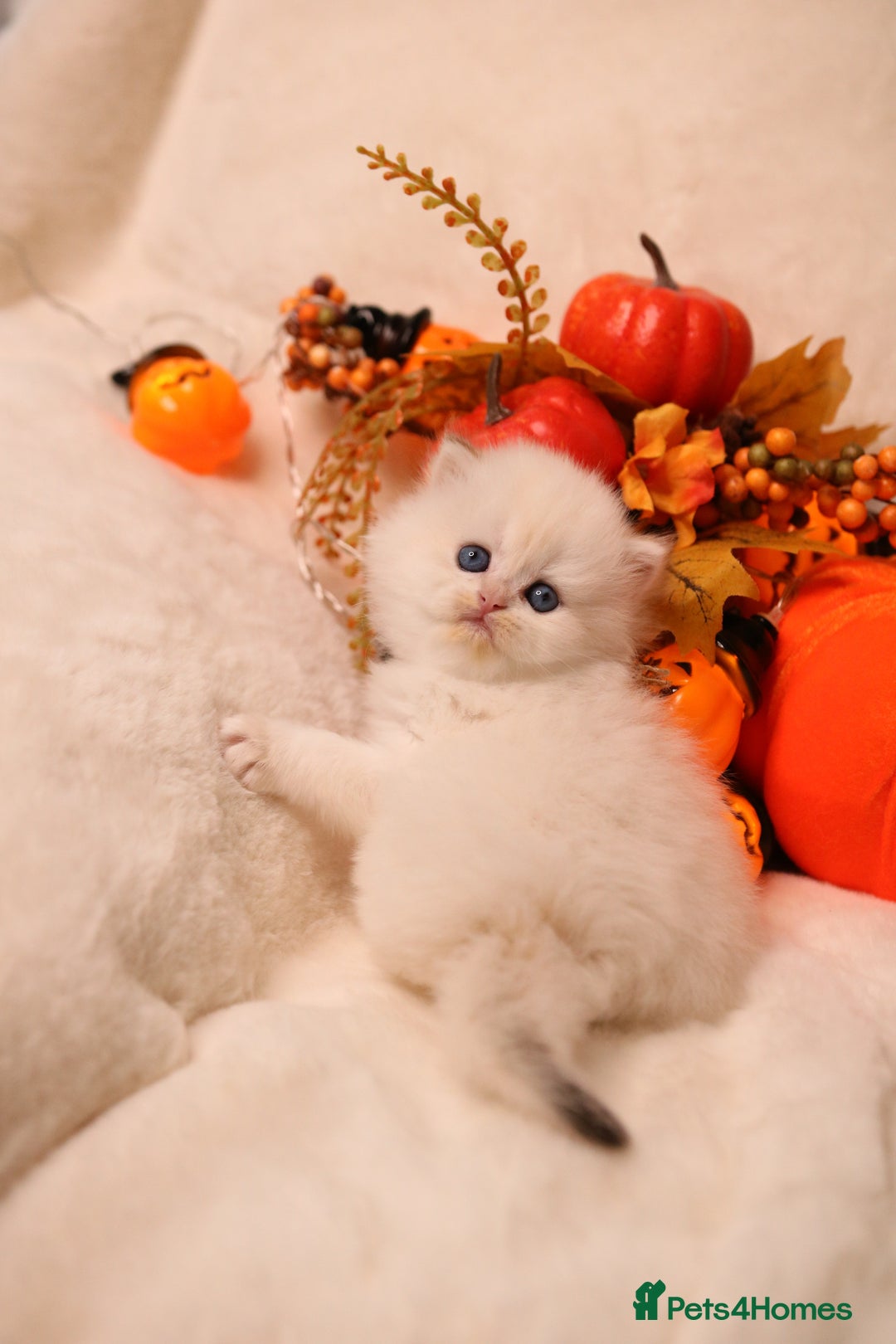 British Shorthair cats for sale: British SH and LH available  - Image 5