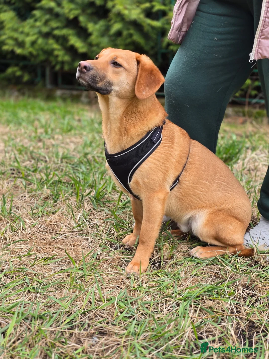 Mixed Breed dogs for adoption: 💙🐶 YARKO in Burton-on-Trent - Advert 2
