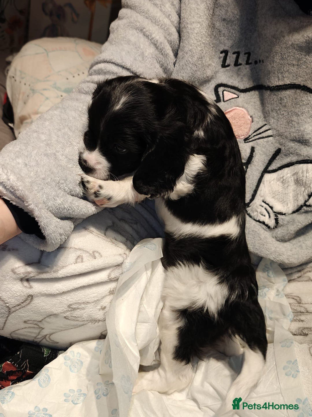 Sproodle dogs for sale: English springer spaniel& sproodle mix - Advert 9