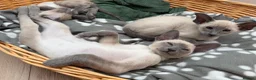 Siamese cats for sale: All reserved -Pedigree GCCF Registered - Advert 7