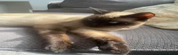 Tonkinese cats for sale: Beautiful Tonkinese boy kitten  in Southend-on-Sea - Advert 6