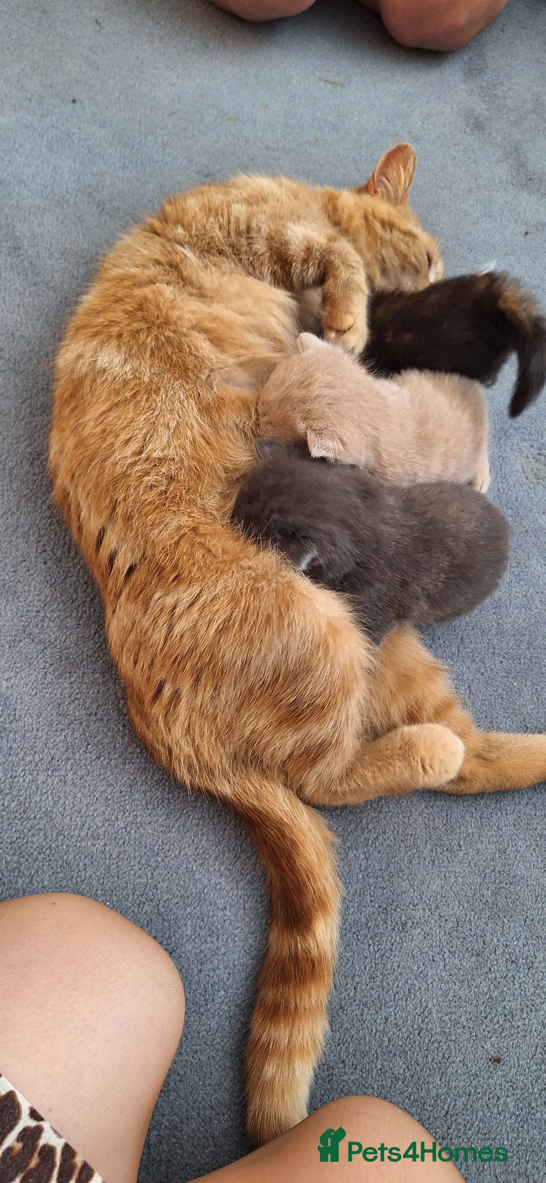 British Shorthair cats for sale: Last smokey blue kitten BSH x - Image 2