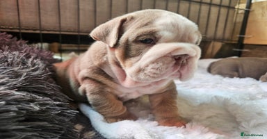 English Bulldog dogs - Advert 2