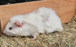 Guinea Pig rodents for sale: Young Guinea Pigs – 3 Litters Ready & Reserve - Image 13