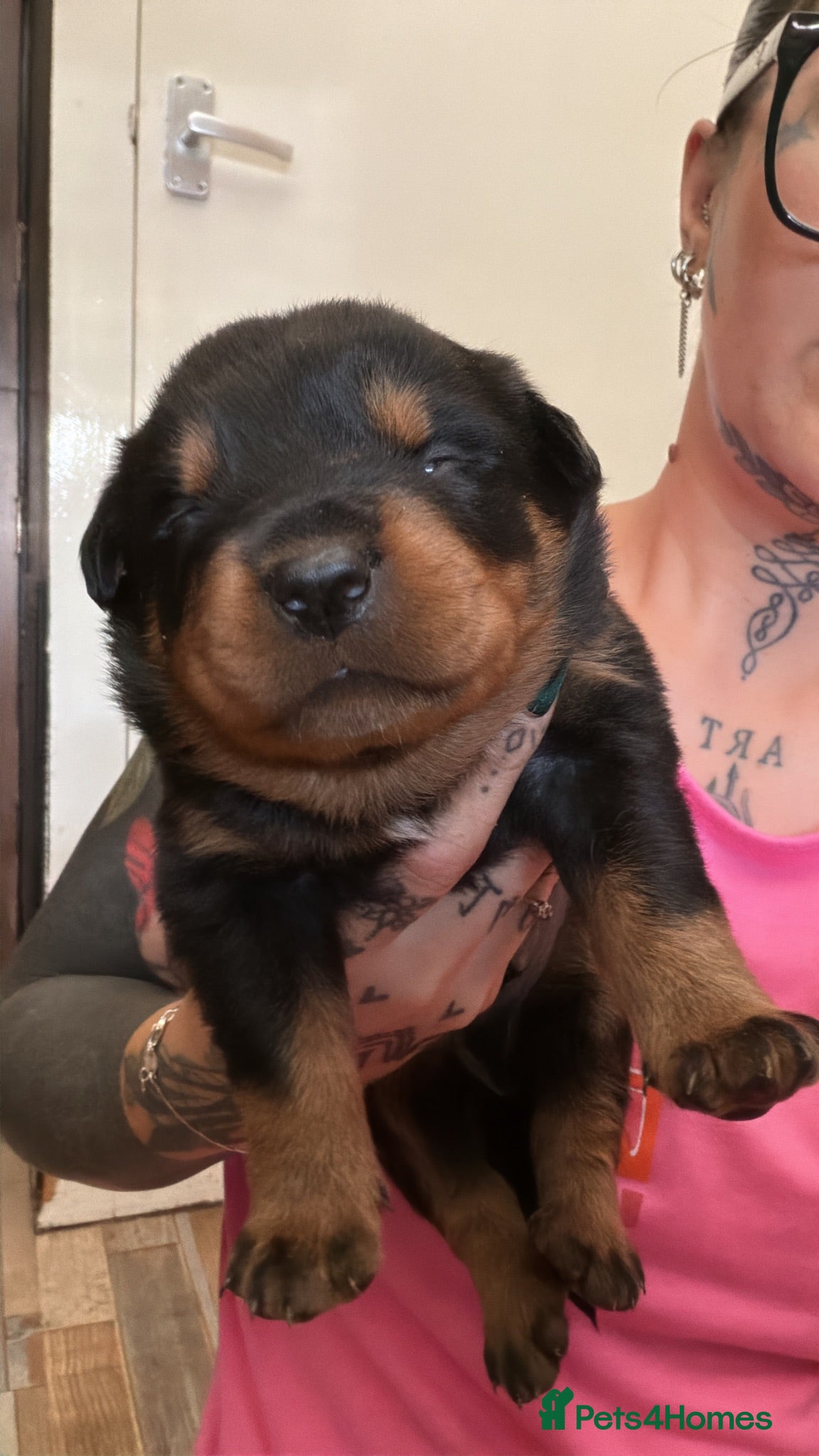 Rottweiler dogs Rottweiler pups - Advert 2