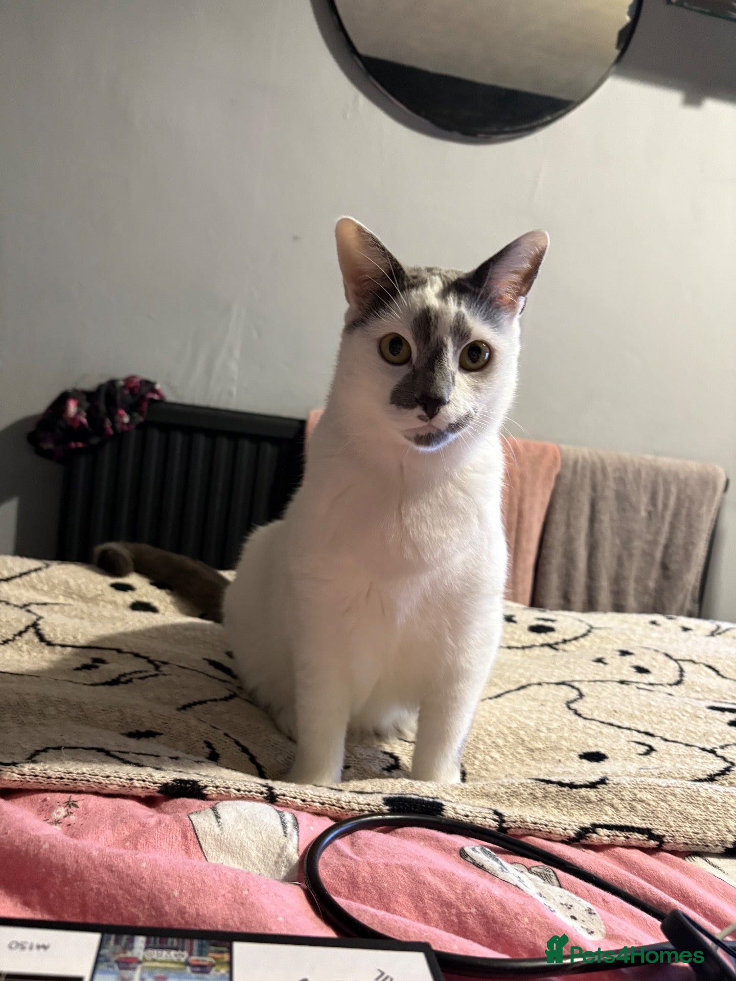 Mixed Breed cats 2 male cats for rehoming  - Advert 1