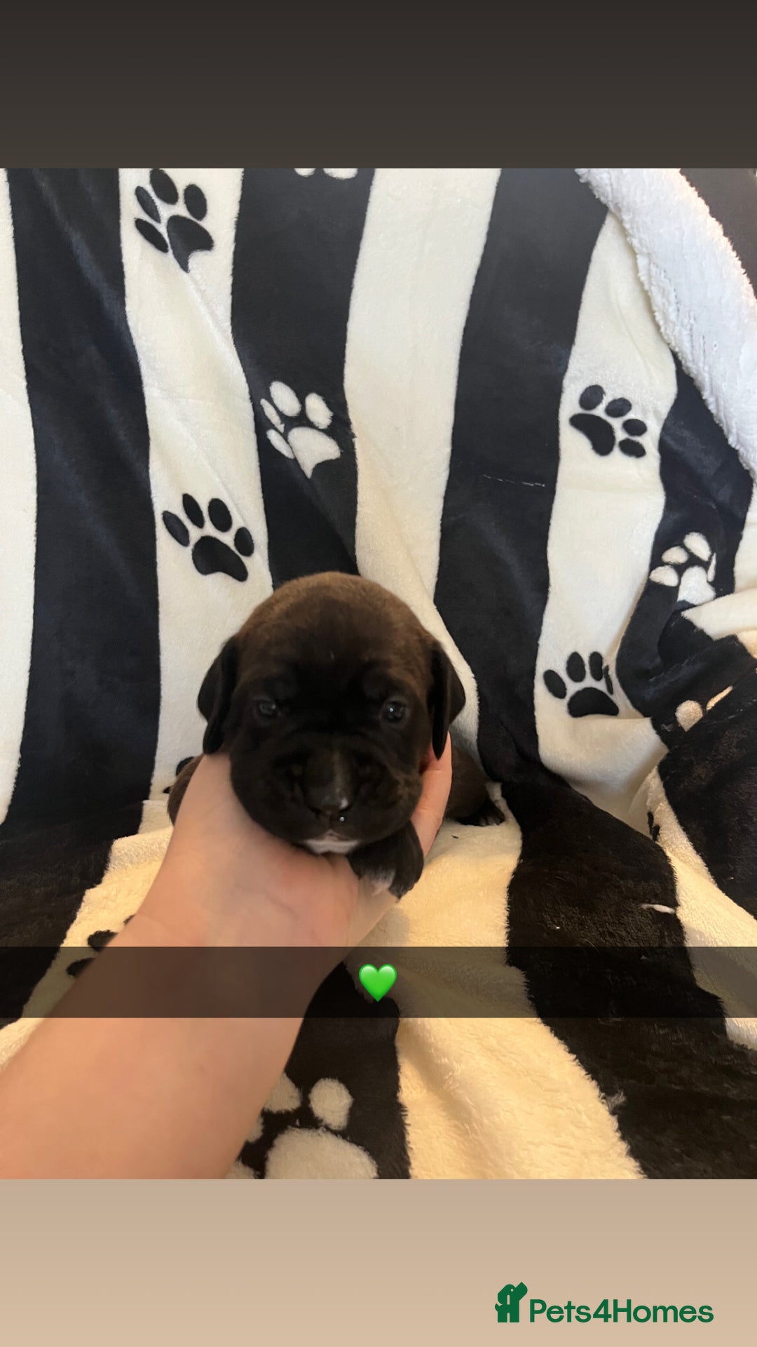 Mixed Breed dogs for sale: Boxsla (Boxer/Vizsla)  - Image 4