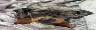 Dachshund 1 Arthur 