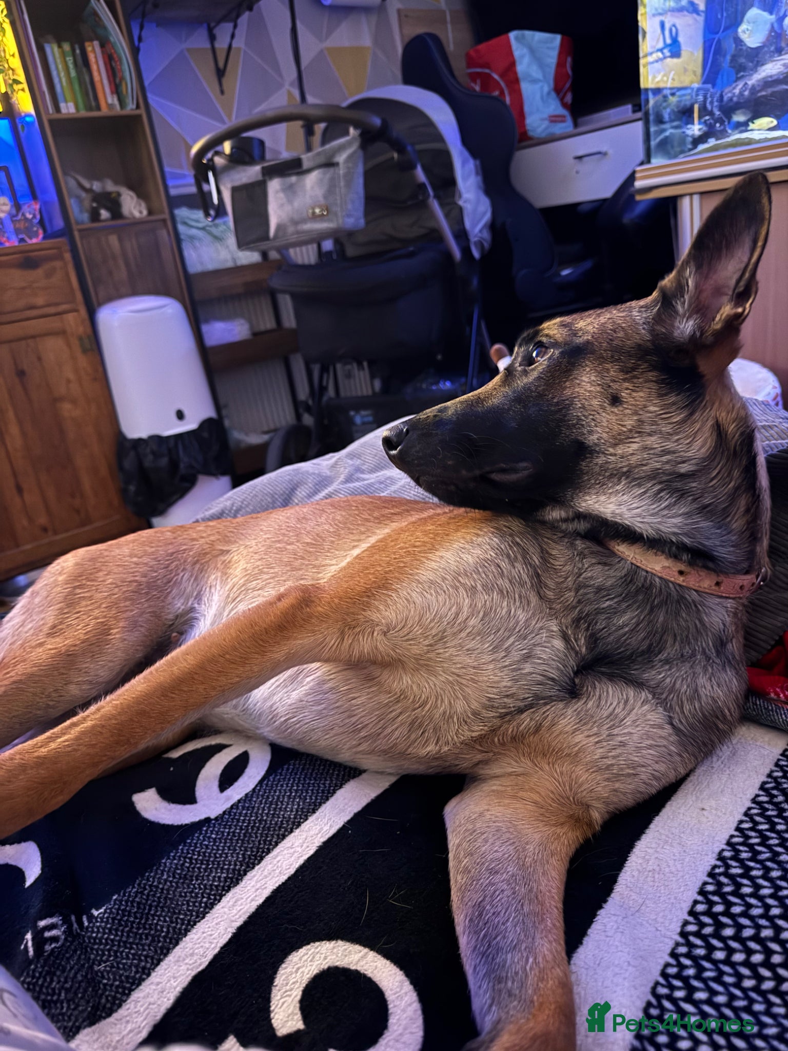 Belgian Shepherd Dog dogs for sale: Female Belgium malinois - Advert 3