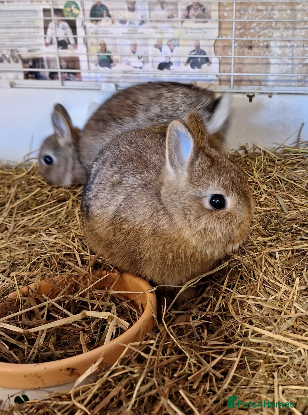 Netherland Dwarf rabbits for sale: Female netherland dwarf babies for sale - Advert 2