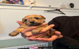 Mixed Breed dogs for sale: Jack Russel x Lucas Terrier Puppies - Image 23