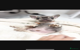 French Bulldog dogs for sale: French bulldog puppies  - Image 25