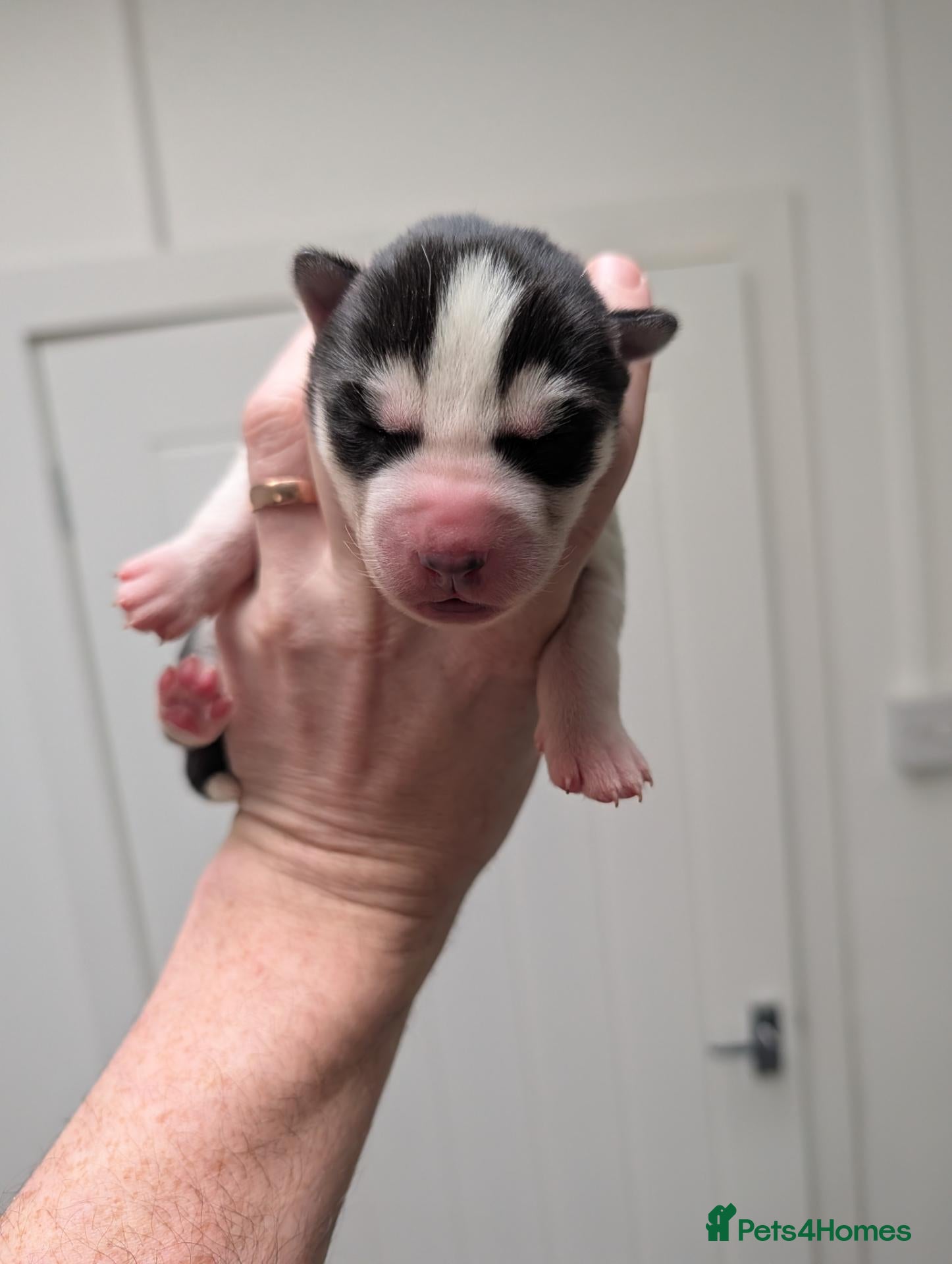 Siberian Husky dogs Epic Purebred Siberian Huskies - Ready Dec 16th - Advert 5