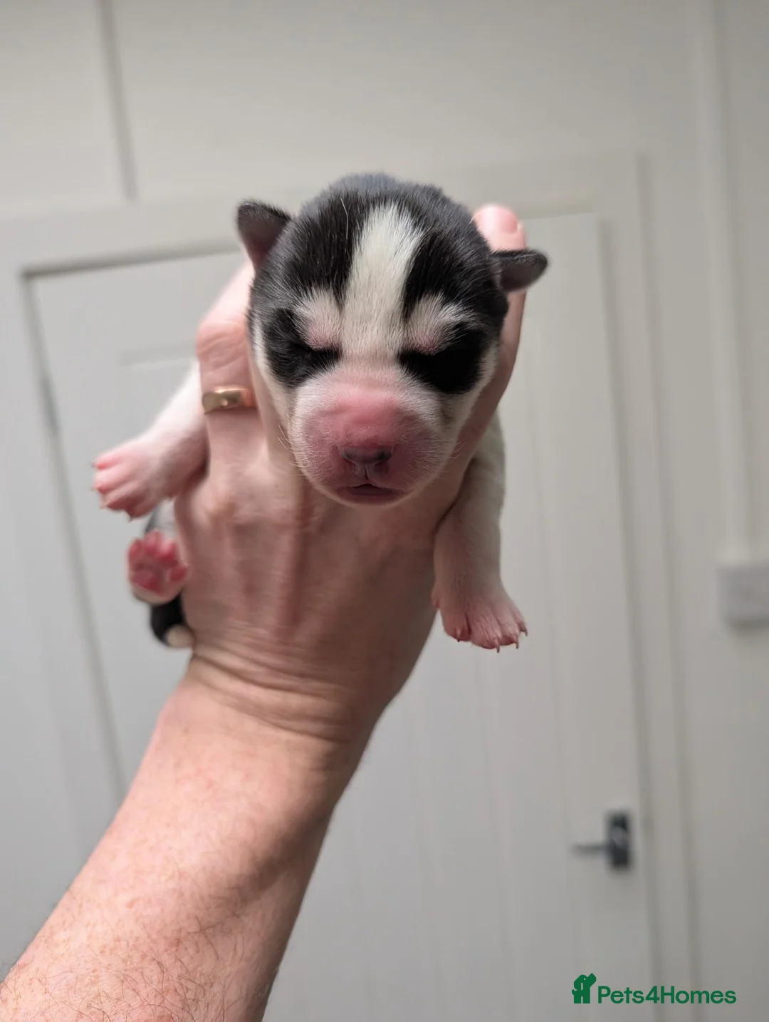 Siberian Husky dogs for sale: Epic Purebred Siberian Huskies - Ready Dec 16th in Treorchy - Advert 1