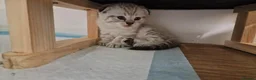 Scottish Fold cats for sale: 🐾Cute🐱 Scottish fold and Scottish straight🐱🐾 - Advert 8