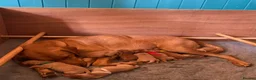 Labrador Retriever dogs for sale: Fox Red Labrador retriever puppies for sale   in Gillingham - Advert 7