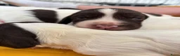 English Springer Spaniel dogs for sale: Beautiful Springer Spaniel Puppies  in Swadlincote - Advert 32