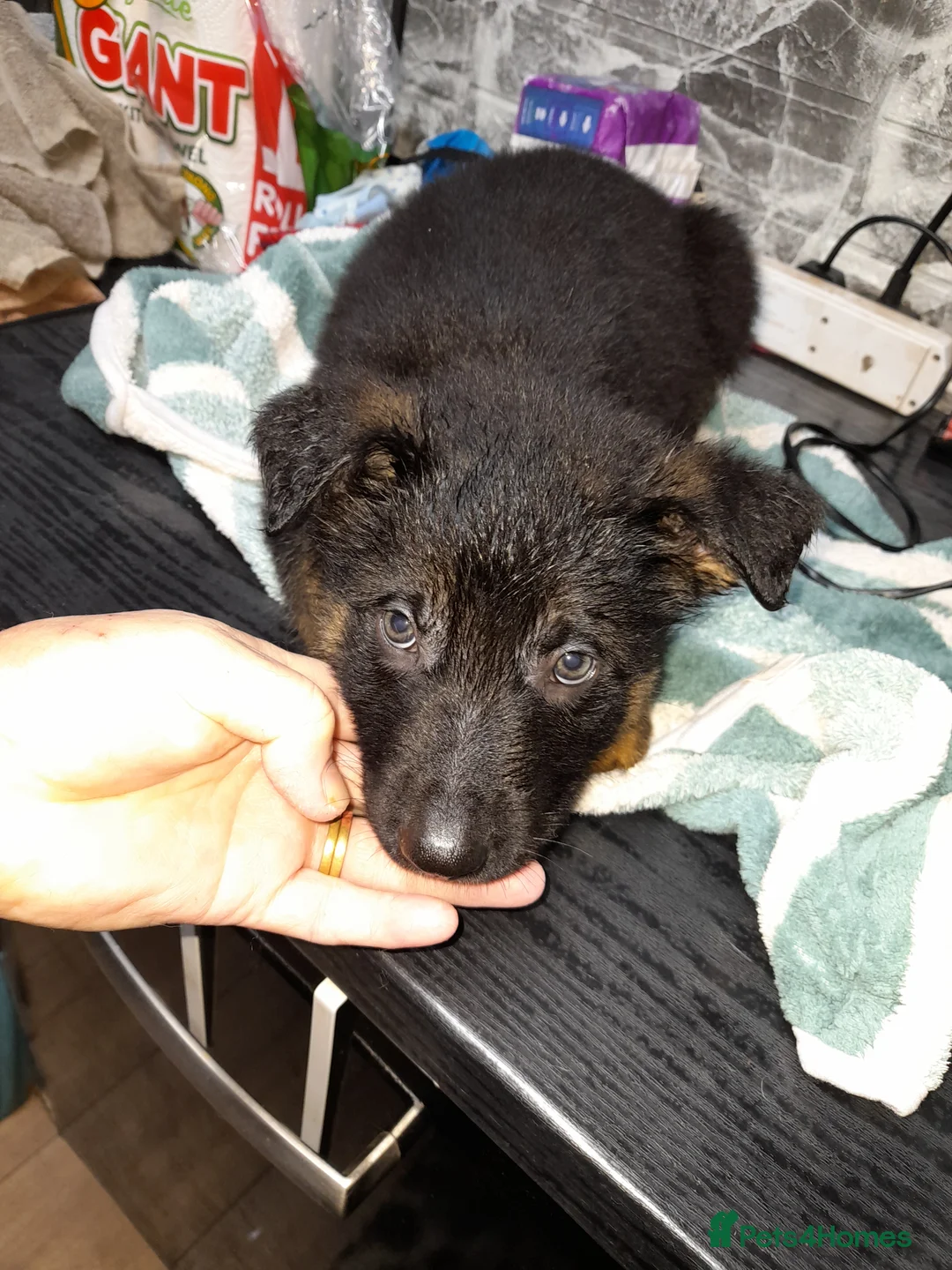 German Shepherd dogs for sale: German shepherd pups - Advert 10