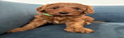 Australian Labradoodle dogs for sale: Australian Double Doodle Miniature puppies. - Advert 4