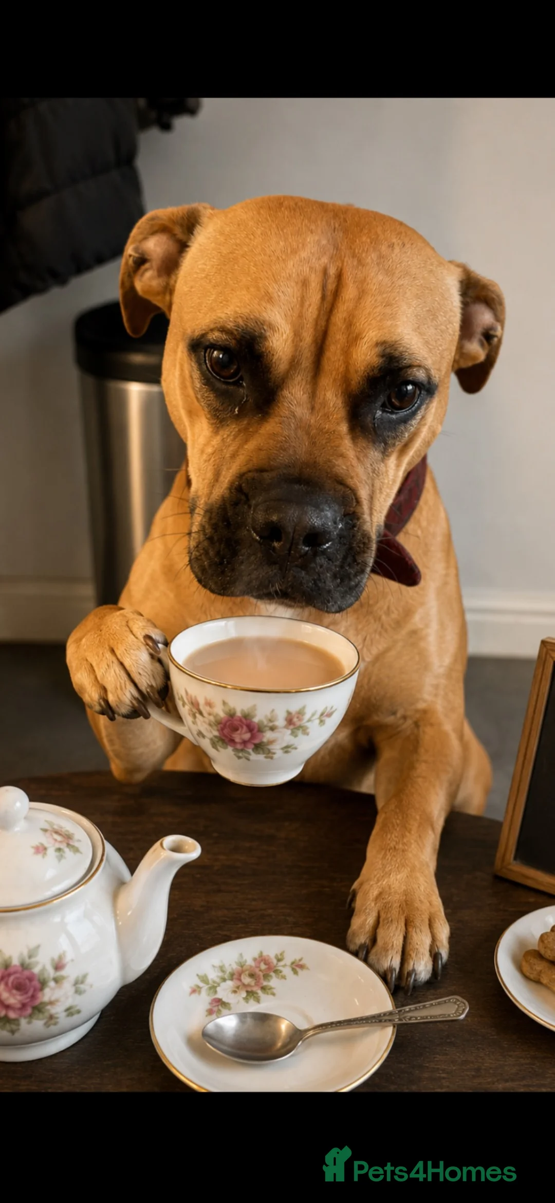 Mixed Breed dogs for sale: Adorable puppies - Advert 1