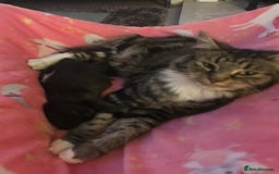Maine Coon cats for sale: Maine Coon Cross Kittens  - Image 17