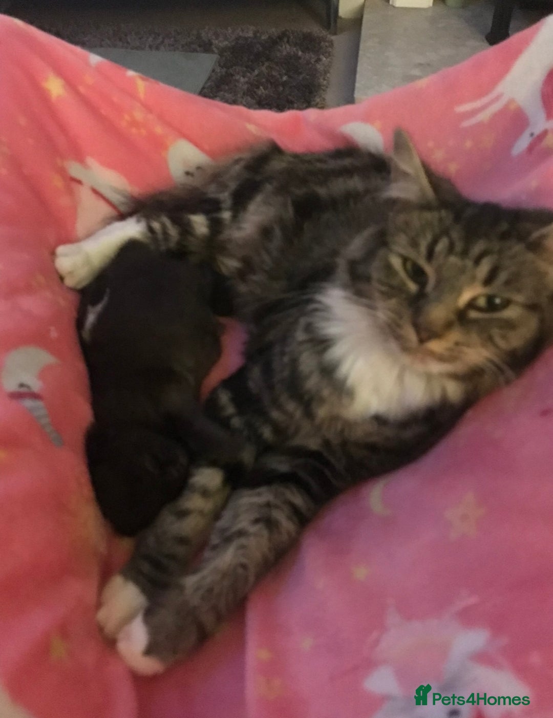 Maine Coon cats for sale: Maine Coon Cross Kittens  - Image 17