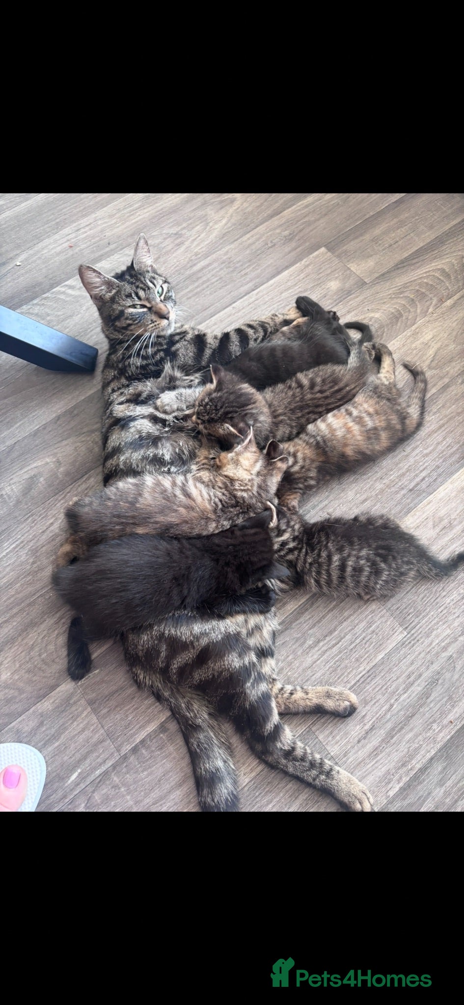 Mixed Breed cats LEAVE NEXT WEEK -BENGAL MUM  - Advert 1