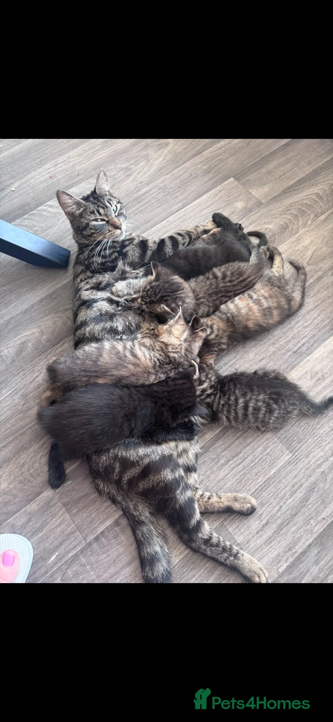 Mixed Breed cats for sale: LEAVE NEXT WEEK -BENGAL MUM  - Advert 1
