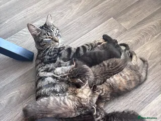 Mixed Breed cats LEAVE NEXT WEEK -BENGAL MUM - Advert 1