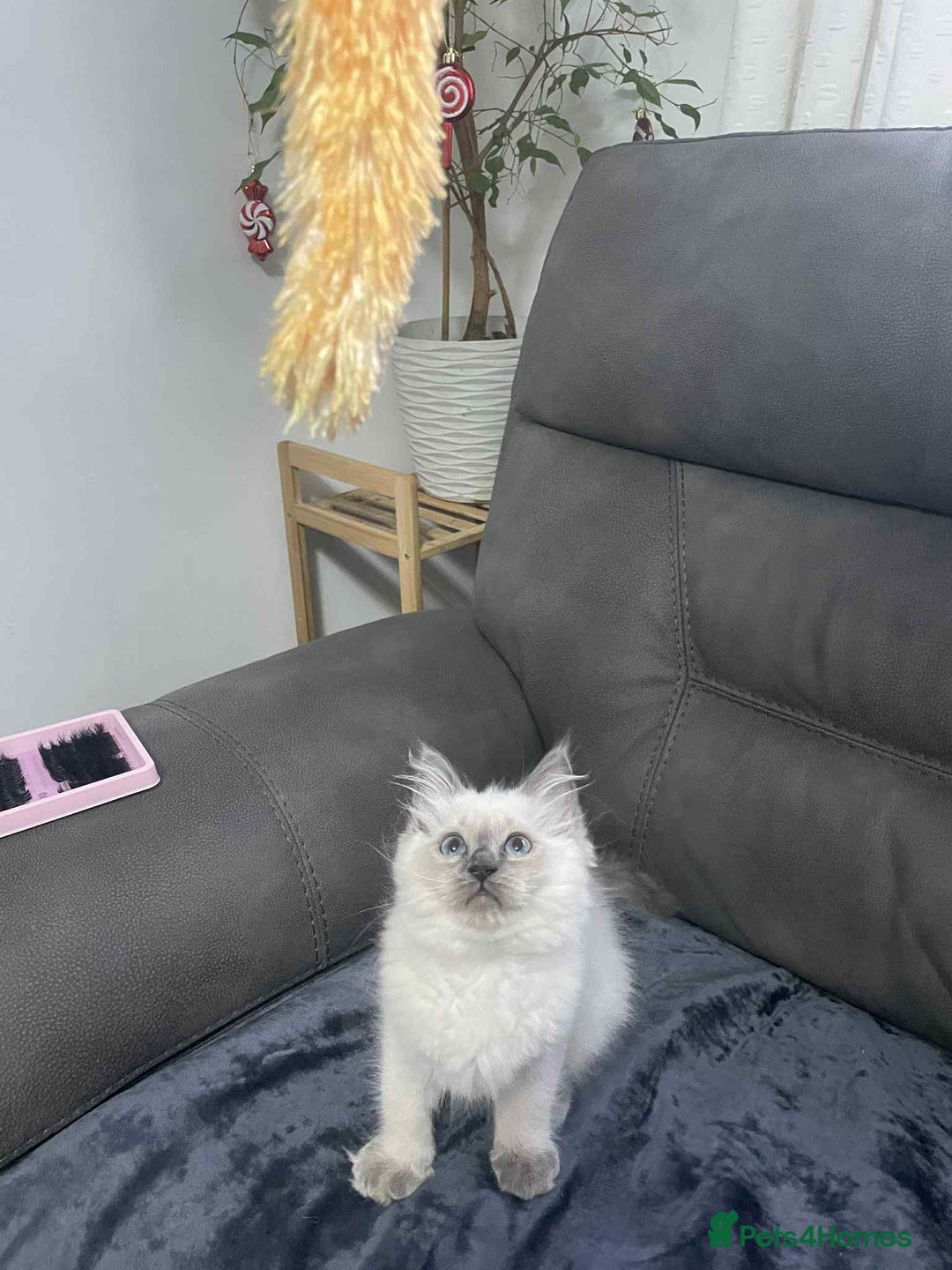 Ragdoll cats for sale: Female ragdoll kitten - Advert 4