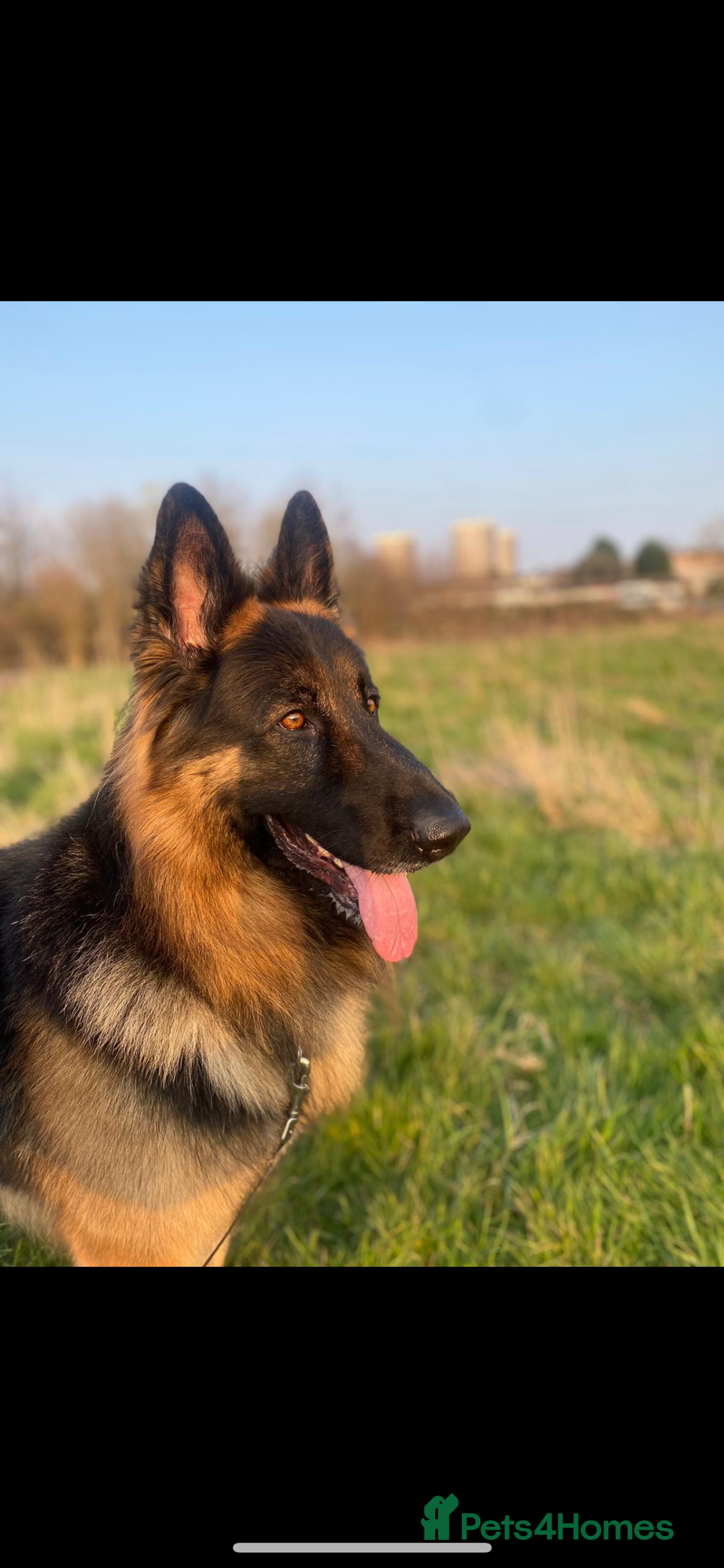 German Shepherd dogs for sale: Long haired German shepherd puppies  - Advert 2