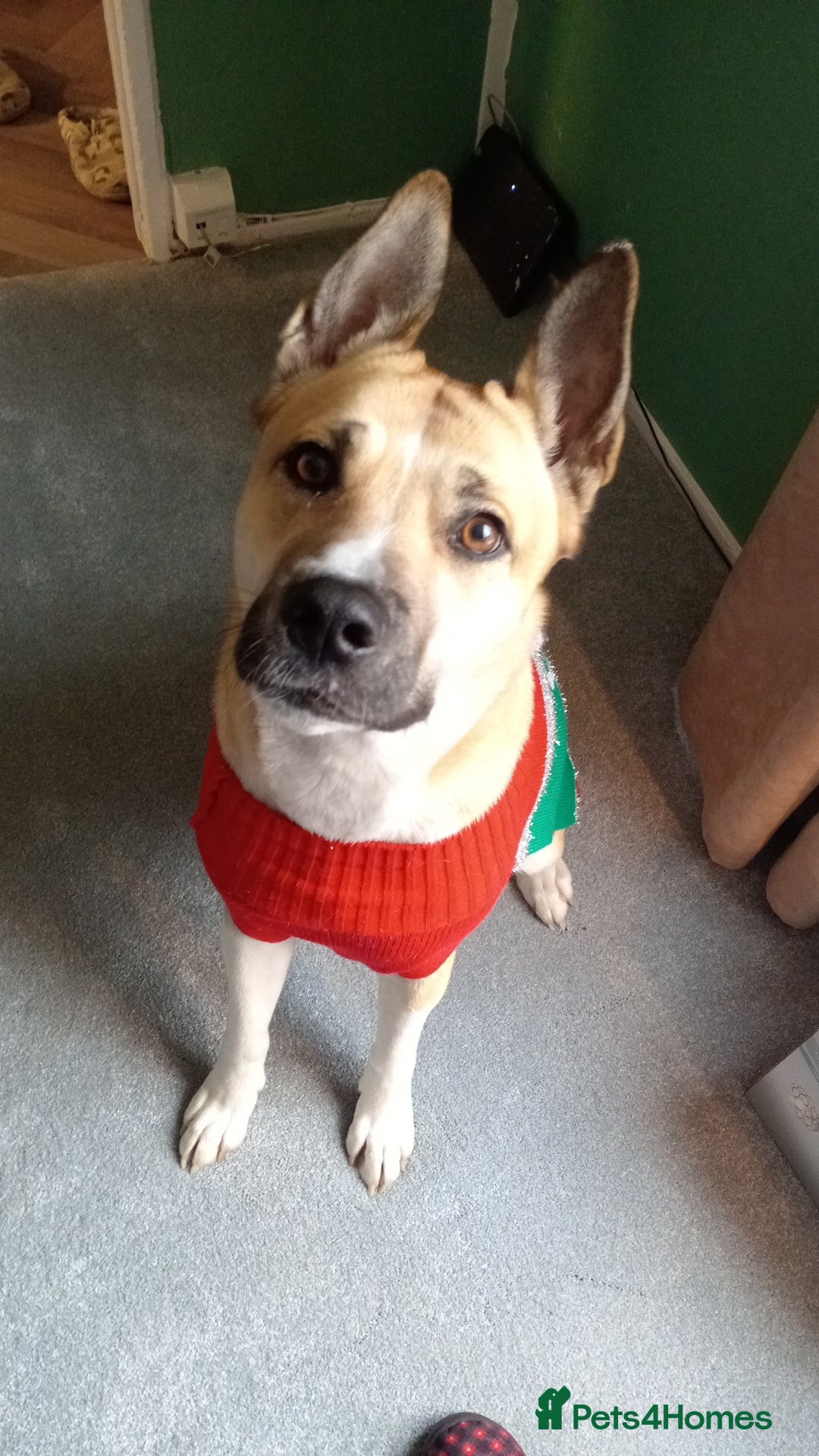 Siberian Husky dogs Puppys for sale  in Wakefield - Advert 4