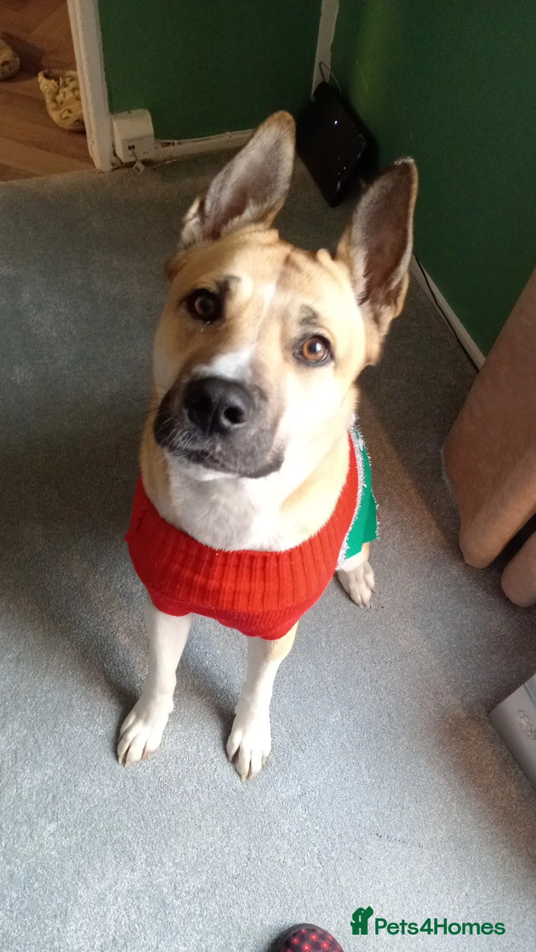 Siberian Husky dogs for sale: Puppys for sale  in Wakefield - Advert 1