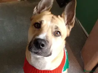 Siberian Husky dogs Puppys for sale in Wakefield - Advert 4