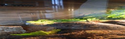 Turtle reptiles for sale: Wood Painted Turtles  - Advert 1