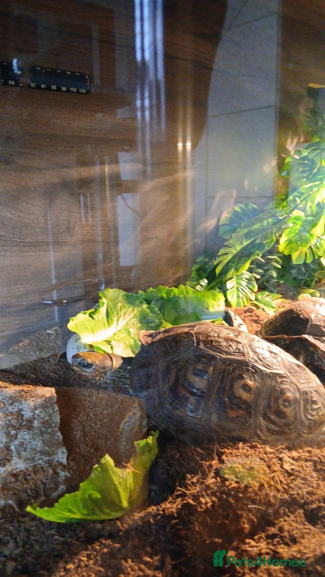 Turtle reptiles for sale: Wood Painted Turtles  - Advert 1